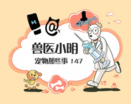 狗狗追着尾巴转圈,铲屎官看个乐呵,可能犬自咬症才是真相-派特超人-宠物