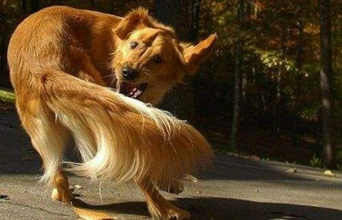犬自咬症症状_狗狗咬尾巴原因_狗狗尾巴皮炎溃烂？细菌和真菌感染