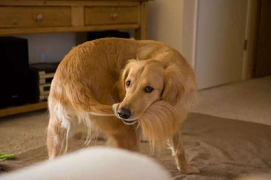 狗狗尾巴皮炎溃烂？细菌和真菌感染_犬自咬症症状_狗狗咬尾巴原因