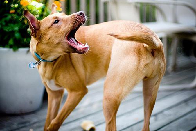 犬自咬症症状_狗狗尾巴皮炎溃烂？细菌和真菌感染_狗狗咬尾巴原因