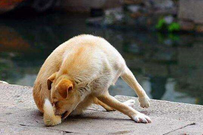 狗狗尾巴皮炎溃烂？细菌和真菌感染_犬自咬症症状_狗狗咬尾巴原因