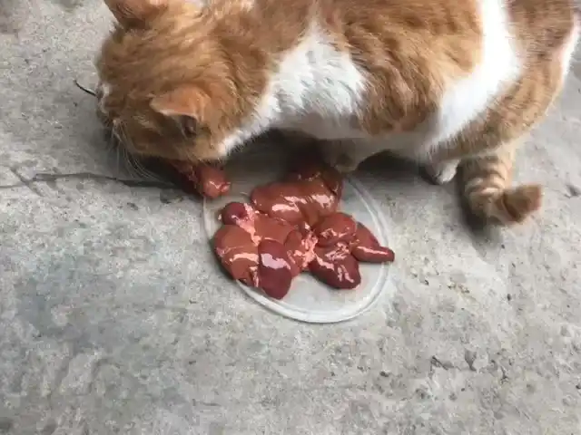 猫咪维生素A中毒：过量肝脏的危害_猫咪鸡肝营养补充_鸡肝过量喂食风险