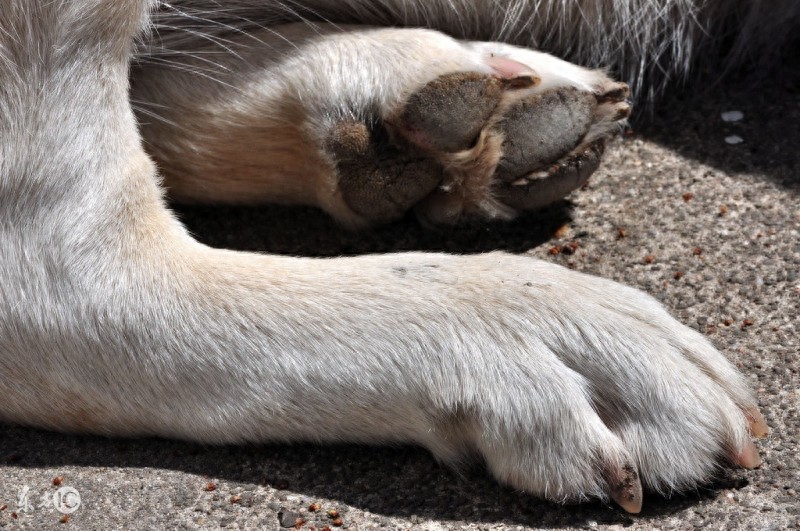 戈赞:狗狗也会得趾间炎吗?-派特超人-宠物