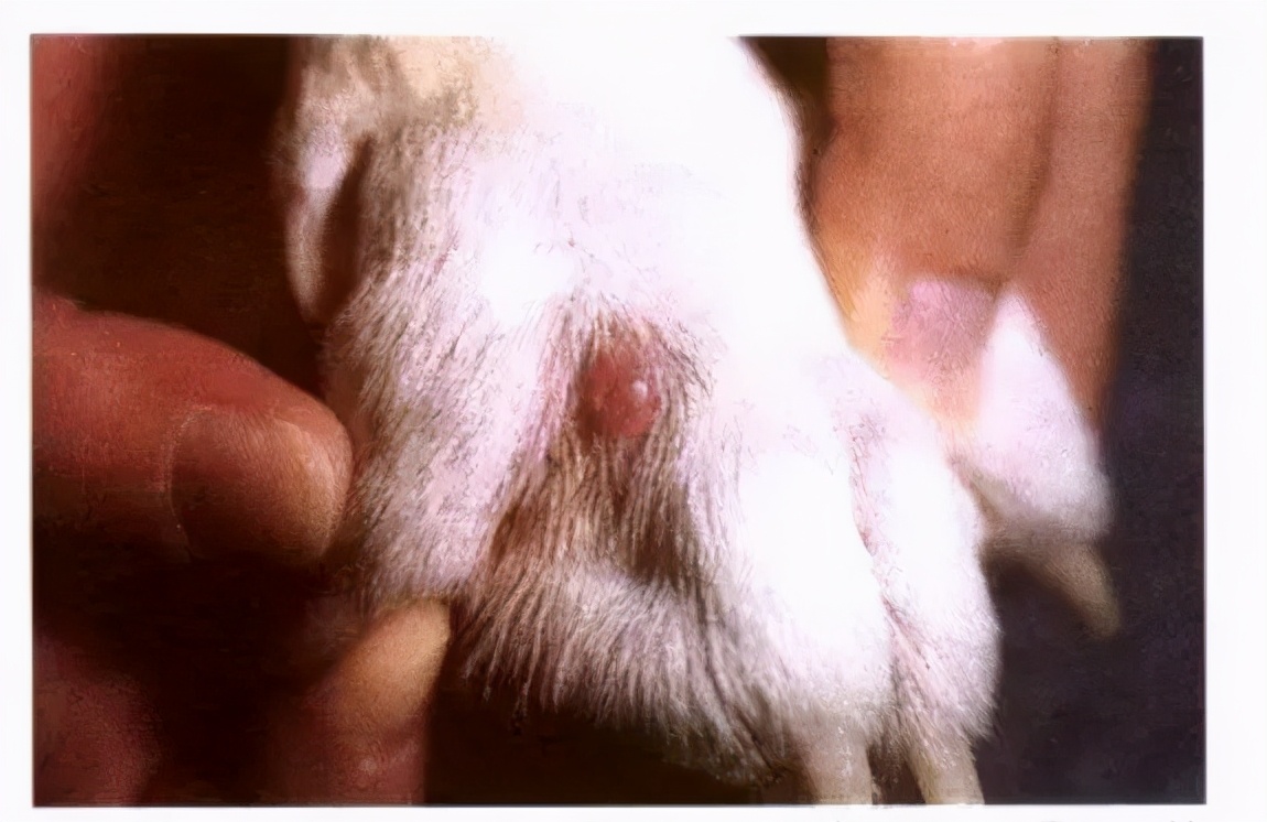 狗狗趾间炎症状_狗狗尾巴皮炎溃烂？细菌和真菌感染_趾间炎治疗
