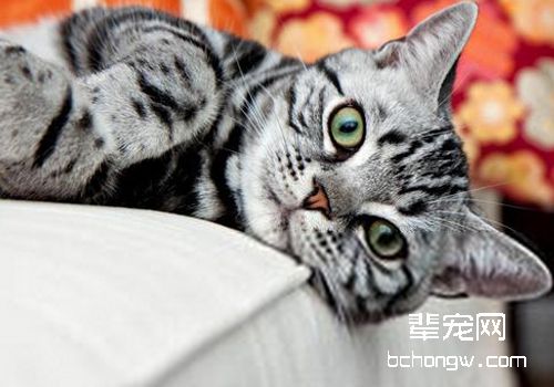 猫咪维生素A中毒有哪些症状-派特超人-宠物
