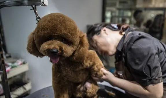 狗狗专业造型的保持技巧_狗狗时尚刘海_宠物美容注意事项
