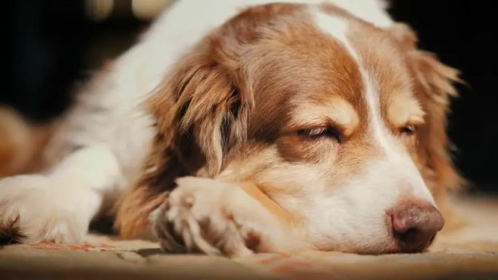 狗狗长螨虫竟然有这几种治疗方式-派特超人-宠物