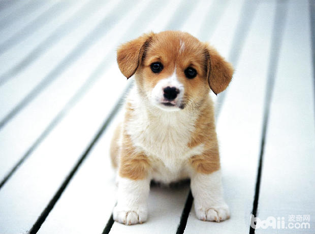 雪纳瑞尿中带血怎么回事?不同尿色都代表什么疾病?-派特超人-宠物