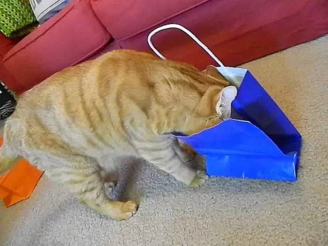 猫咪为什么喜欢钻进购物袋_猫玩具响纸_猫咪响纸玩具推荐