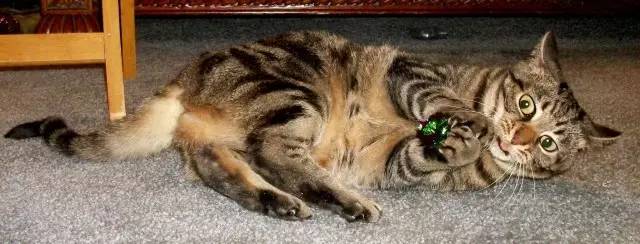猫咪为什么喜欢钻进购物袋_猫玩具响纸_猫咪响纸玩具推荐