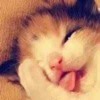 猫咪响纸玩具推荐_猫玩具响纸_猫咪为什么喜欢钻进购物袋