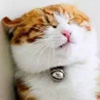 猫咪响纸玩具推荐_猫咪为什么喜欢钻进购物袋_猫玩具响纸