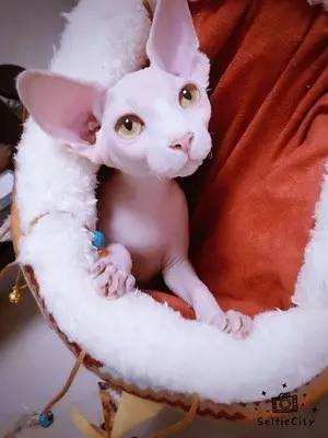 猫咪响纸玩具推荐_猫咪为什么喜欢钻进购物袋_猫玩具响纸
