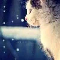 猫咪为什么喜欢钻进购物袋_猫玩具响纸_猫咪响纸玩具推荐
