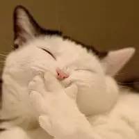 猫咪响纸玩具推荐_猫玩具响纸_猫咪为什么喜欢钻进购物袋