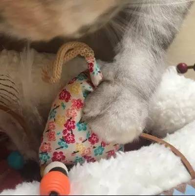 猫咪为什么喜欢钻进购物袋_猫咪响纸玩具推荐_猫玩具响纸