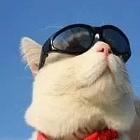猫咪响纸玩具推荐_猫玩具响纸_猫咪为什么喜欢钻进购物袋