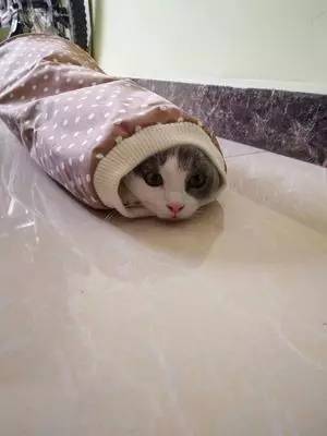 猫咪响纸玩具推荐_猫咪为什么喜欢钻进购物袋_猫玩具响纸