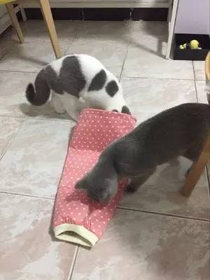 猫咪为什么喜欢钻进购物袋_猫玩具响纸_猫咪响纸玩具推荐