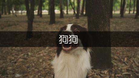 给狗狗洗澡要注意什么
