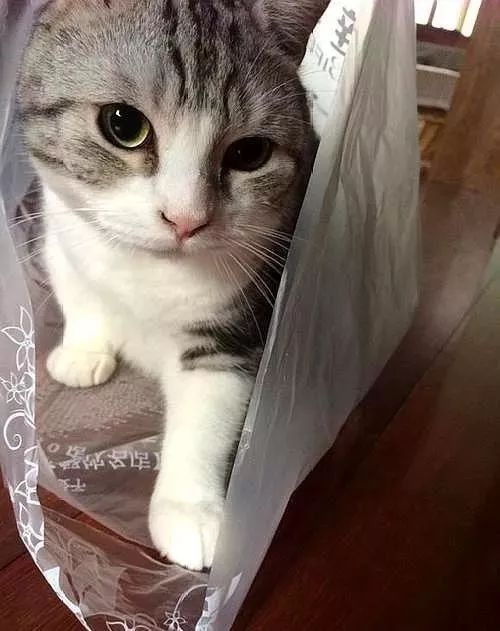 猫咪为什么喜欢钻进购物袋_猫咪喜欢钻塑料袋子原因_猫咪对塑料袋的吸引力