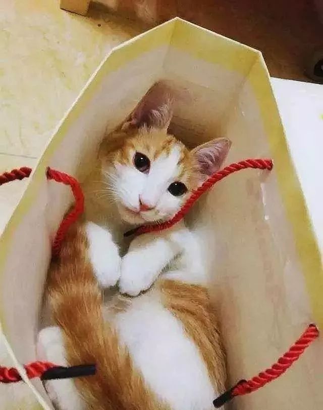 猫咪喜欢钻塑料袋子原因_猫咪为什么喜欢钻进购物袋_猫咪对塑料袋的吸引力