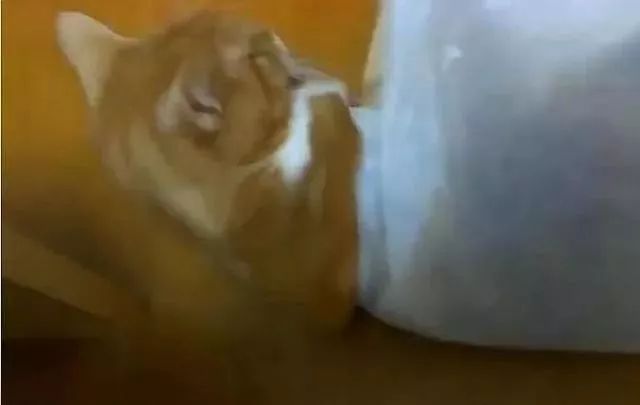 猫咪对塑料袋的吸引力_猫咪为什么喜欢钻进购物袋_猫咪喜欢钻塑料袋子原因