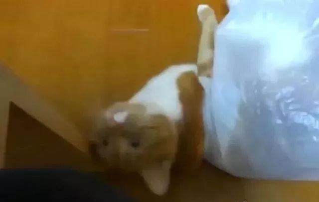 猫咪对塑料袋的吸引力_猫咪为什么喜欢钻进购物袋_猫咪喜欢钻塑料袋子原因
