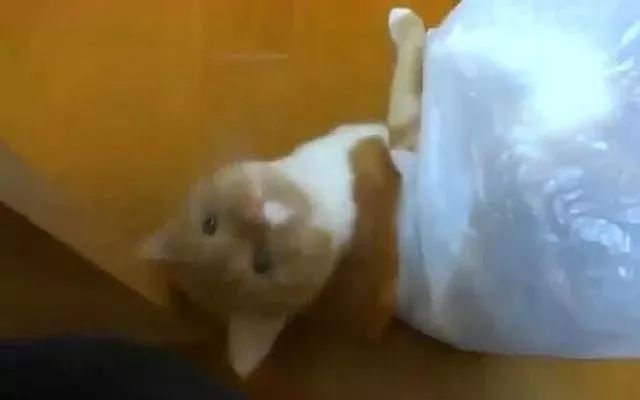 猫咪对塑料袋的吸引力_猫咪喜欢钻塑料袋子原因_猫咪为什么喜欢钻进购物袋