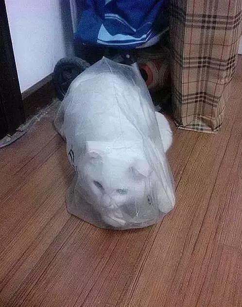 猫咪为什么喜欢钻进购物袋_猫咪喜欢钻塑料袋子原因_猫咪对塑料袋的吸引力