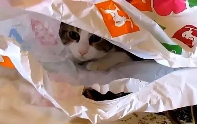 猫咪对塑料袋的吸引力_猫咪喜欢钻塑料袋子原因_猫咪为什么喜欢钻进购物袋