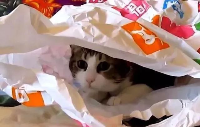 猫咪喜欢钻塑料袋子原因_猫咪为什么喜欢钻进购物袋_猫咪对塑料袋的吸引力
