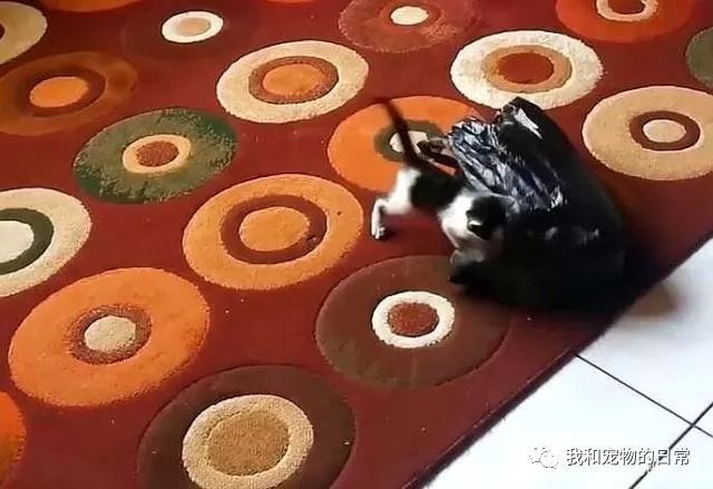 猫咪喜欢钻塑料袋子原因_猫咪为什么喜欢钻进购物袋_猫咪对塑料袋的吸引力