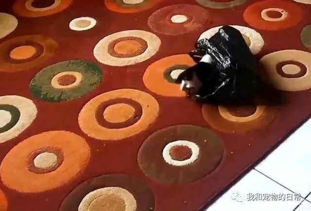 猫咪喜欢钻塑料袋子原因_猫咪对塑料袋的吸引力_猫咪为什么喜欢钻进购物袋