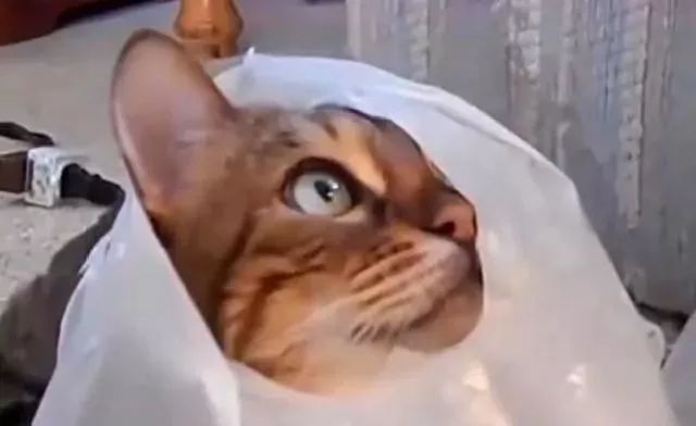 猫咪对塑料袋的吸引力_猫咪为什么喜欢钻进购物袋_猫咪喜欢钻塑料袋子原因