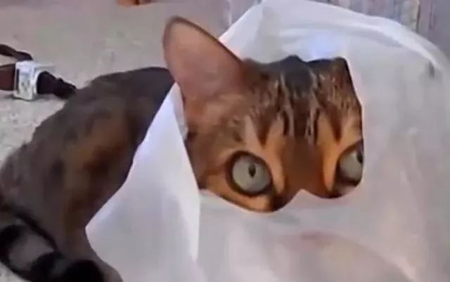 猫咪对塑料袋的吸引力_猫咪喜欢钻塑料袋子原因_猫咪为什么喜欢钻进购物袋