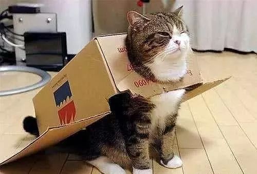 猫咪喜欢钻塑料袋子原因_猫咪对塑料袋的吸引力_猫咪为什么喜欢钻进购物袋