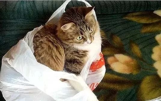 猫咪喜欢钻塑料袋子原因_猫咪对塑料袋的吸引力_猫咪为什么喜欢钻进购物袋