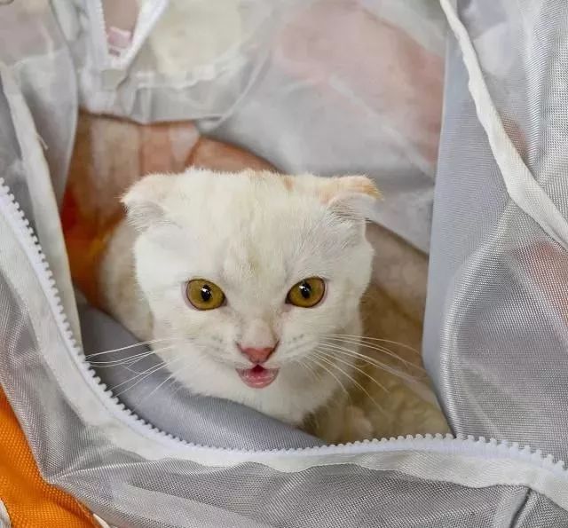 猫咪为什么喜欢钻进购物袋_猫咪喜欢钻塑料袋子原因_猫咪对塑料袋的吸引力