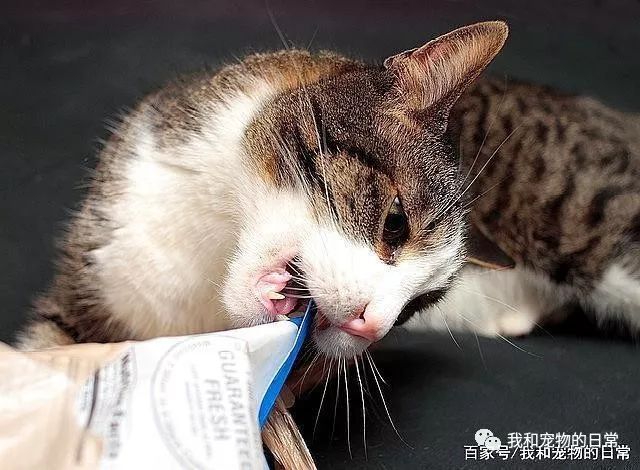 猫咪为什么喜欢钻进购物袋_猫咪喜欢钻塑料袋子原因_猫咪对塑料袋的吸引力