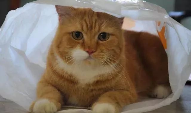 猫咪喜欢钻塑料袋子原因_猫咪对塑料袋的吸引力_猫咪为什么喜欢钻进购物袋