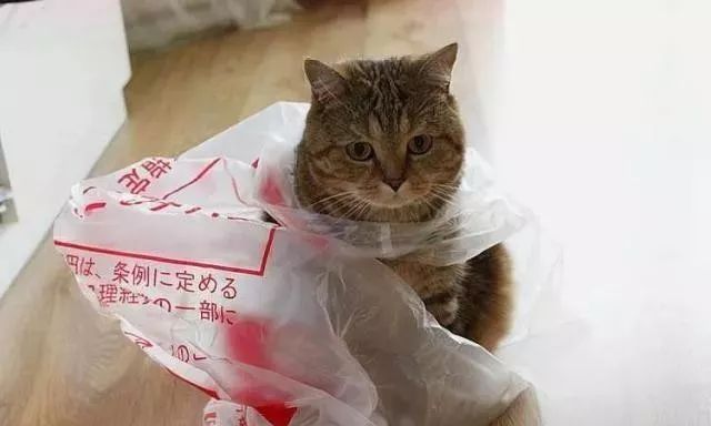 猫咪为什么喜欢钻进购物袋_猫咪对塑料袋的吸引力_猫咪喜欢钻塑料袋子原因