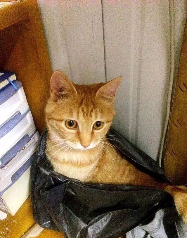 猫咪对塑料袋的吸引力_猫咪为什么喜欢钻进购物袋_猫咪喜欢钻塑料袋子原因