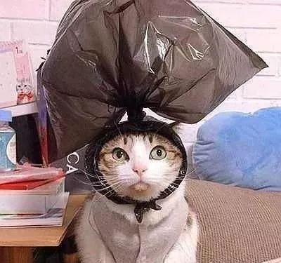 猫咪喜欢钻塑料袋子原因_猫咪对塑料袋的吸引力_猫咪为什么喜欢钻进购物袋