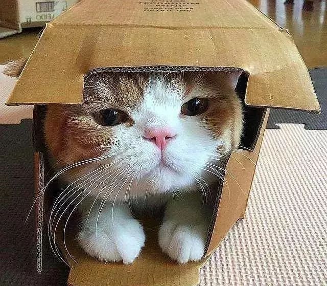猫咪对塑料袋的吸引力_猫咪喜欢钻塑料袋子原因_猫咪为什么喜欢钻进购物袋
