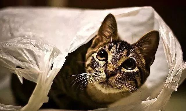 猫咪喜欢钻塑料袋子原因_猫咪对塑料袋的吸引力_猫咪为什么喜欢钻进购物袋