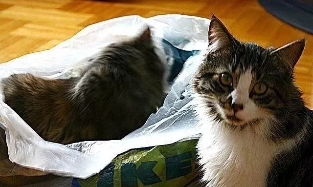 猫咪为什么喜欢钻进购物袋_猫咪对塑料袋的吸引力_猫咪喜欢钻塑料袋子原因