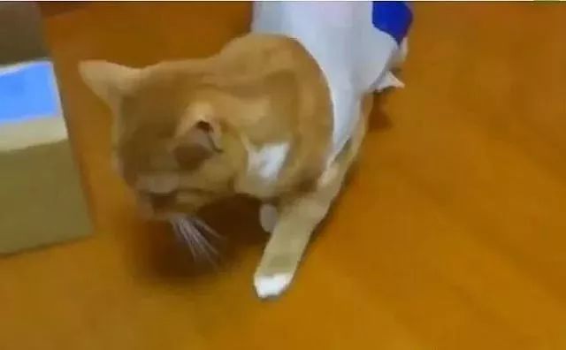 猫咪为什么喜欢钻进购物袋_猫咪喜欢钻塑料袋子原因_猫咪对塑料袋的吸引力