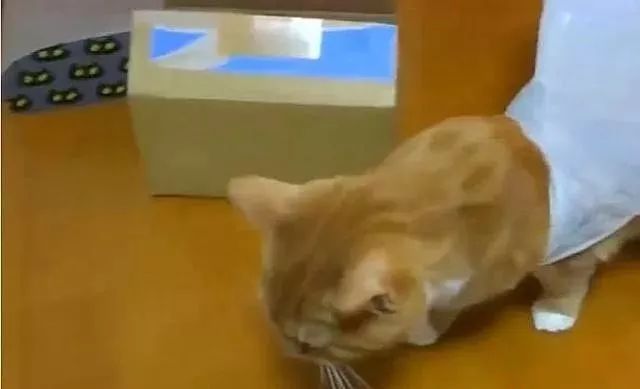猫咪为什么喜欢钻进购物袋_猫咪喜欢钻塑料袋子原因_猫咪对塑料袋的吸引力