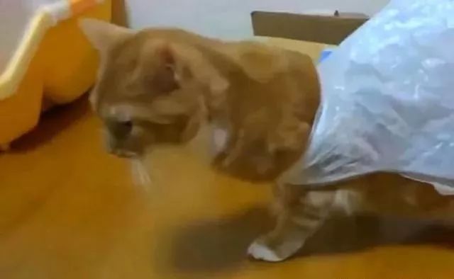 猫咪为什么喜欢钻进购物袋_猫咪对塑料袋的吸引力_猫咪喜欢钻塑料袋子原因